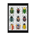 Midwest Mod Beetle Display, Rolled Poster -  insects, bugs, beetles, wall decor, spring, summer,