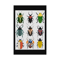 Midwest Mod Beetle Display, Rolled Poster -  insects, bugs, beetles, wall decor, spring, summer,
