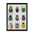 Midwest Mod Beetle Display, Rolled Poster -  insects, bugs, beetles, wall decor, spring, summer,