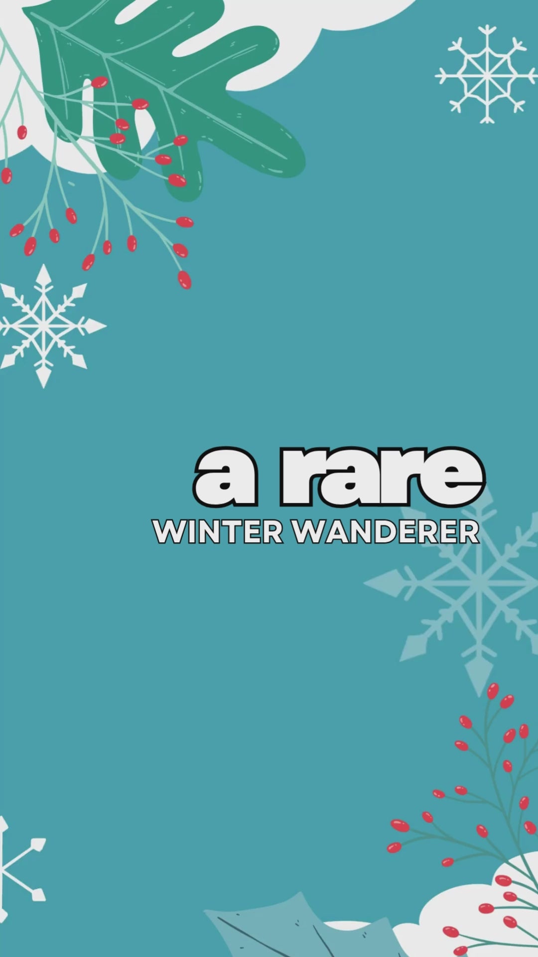 Rare Melanistic Midnight Snowshoe Holiday Hare - One of a Kind - Soft Plush Collectible