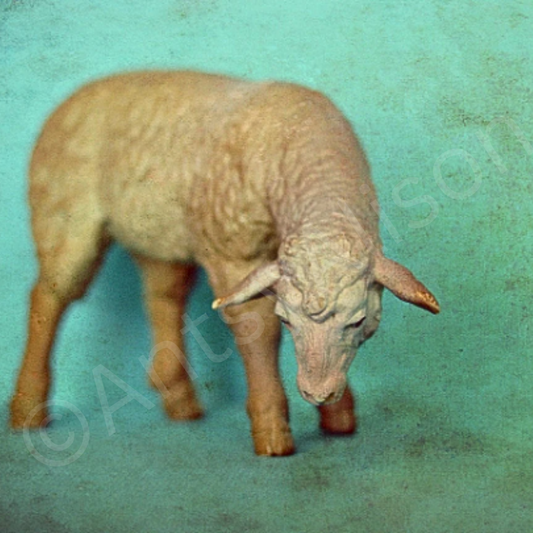 Miniature Sheep Portrait Digital Download Art Print